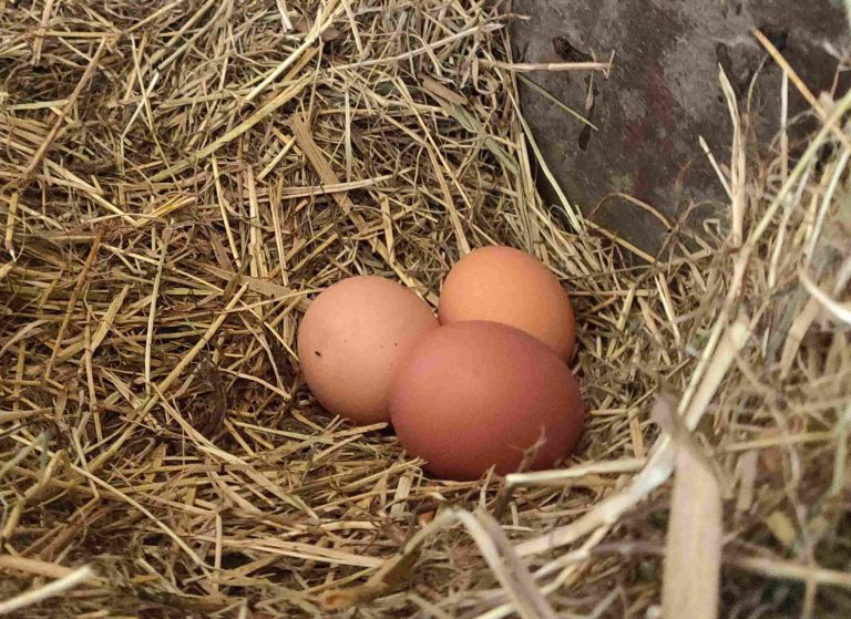 3 eieren gelegd in het stro in het kippenhok.